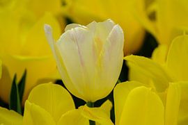 Verdwaalde tulp by Joke Beers-Blom