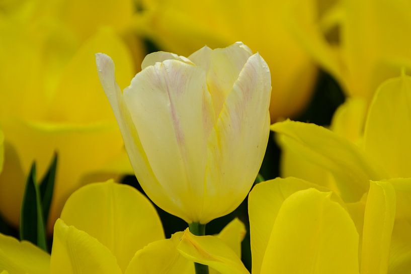 Verdwaalde tulp van Joke Beers-Blom