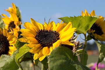 een veld met zonnebloemen op een zonnige dag