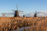 De molens van Kinderdijk omgeven door riet van Stephan Neven thumbnail