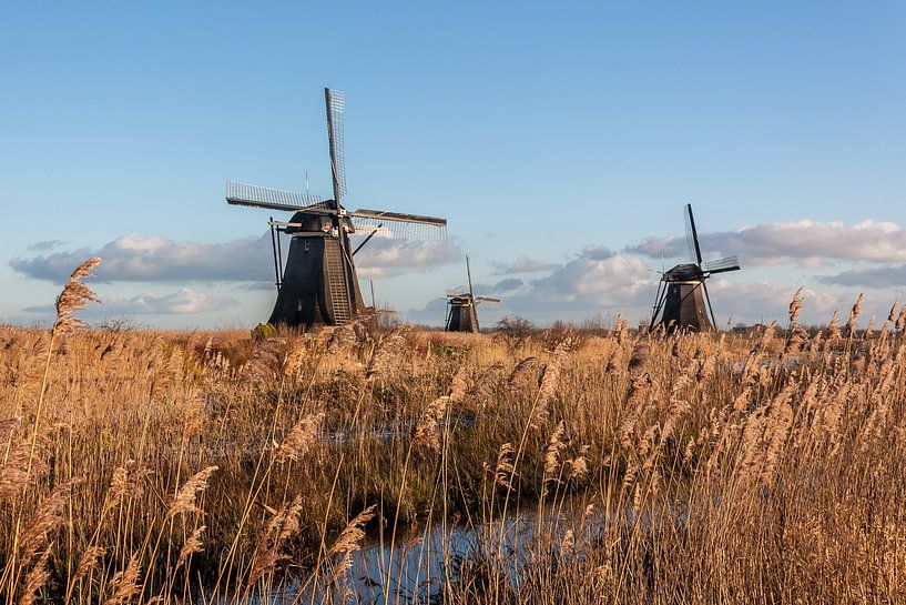 De molens van Kinderdijk omgeven door riet von Stephan Neven