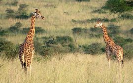 Giraffe (Giraffa camelopardalis), Murchison Falls National Park, Uganda by Alexander Ludwig