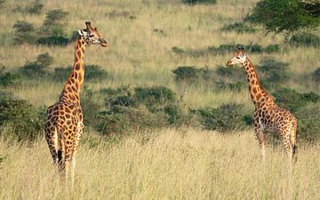 Girafe (Giraffa camelopardalis), parc national de Murchison Falls, Ouganda. sur Alexander Ludwig