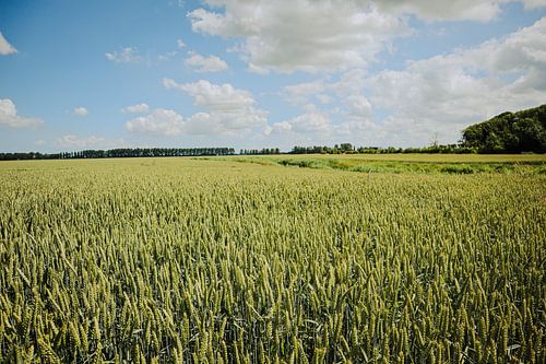 Grainfield/Tarweveld in the province of Groningen