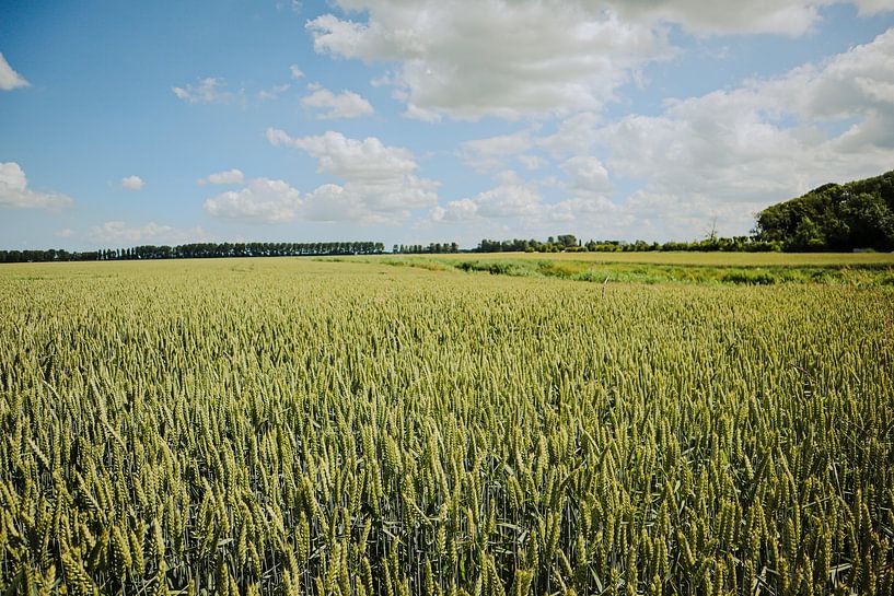 Grainfield/Tarweveld in der Provinz Groningen von Marije Mulder