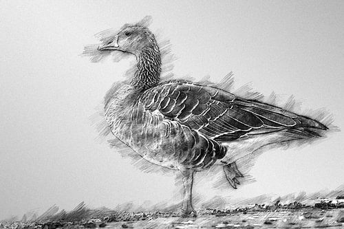 Portret van een grauwe gans (tekening)