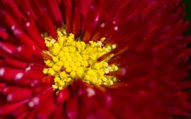 Close-up van een Dahlia