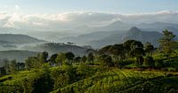 Panorama Teeplantage Java, Indonesien