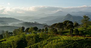 Panorama Plantation de thé à Java, Indonésie sur Ellis Peeters
