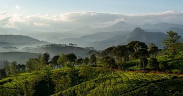 Panorama Theeplantage Java, Indonesië van Ellis Peeters