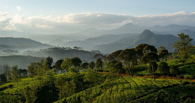 Panorama Plantation de thé à Java, Indonésie par Ellis Peeters