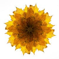 Kaleidoscope of autumn leaves