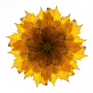 Kaléidoscope de feuilles d'automne
