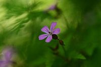 Fleurs sauvages dans la forêt