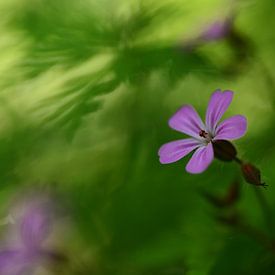 Wildblumen im Wald von RW Blitzlicht