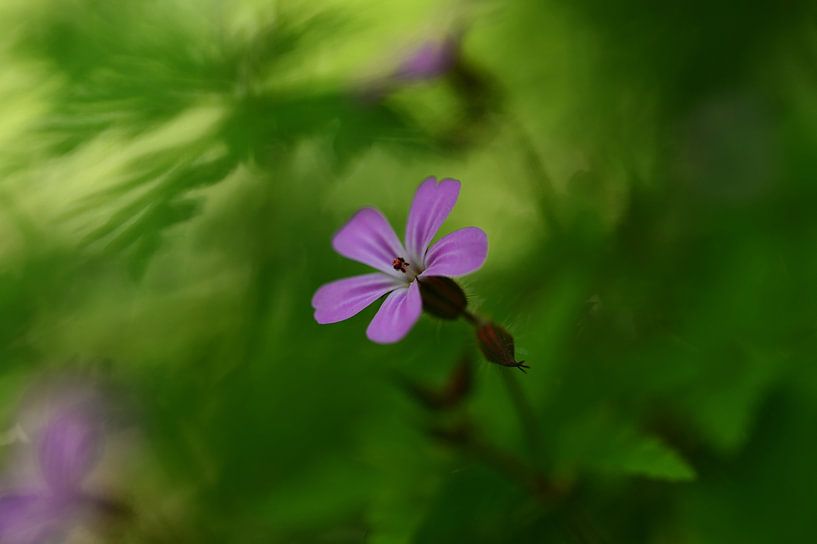 Fleurs sauvages dans la forêt par RW Blitzlicht