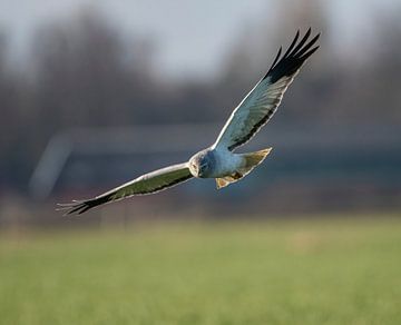 Blauwe kiekendief van Robbie Nijman