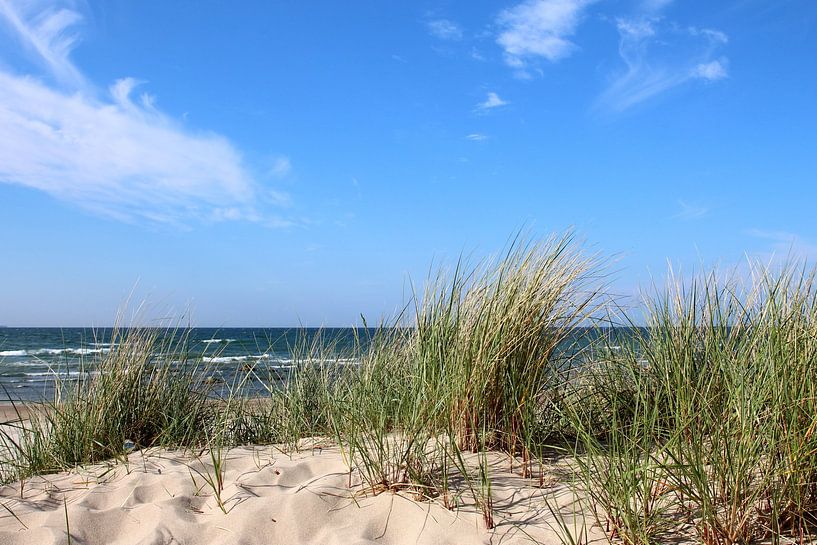 Schoonmaakduinen van Ostsee Bilder