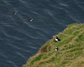 Two Puffins on the cliffs of the Westman Islands by Anges van der Logt