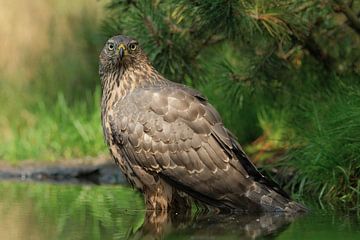 Juveniele havik op de Lemelerberg van Wim van der Meule