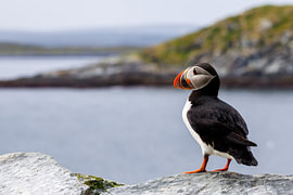 Een waakzame papegaaiduiker van Fotografie by Jenny Kiersztyn
