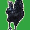 Big Black Cock (grote zwarte haan) von Studio Fantasia