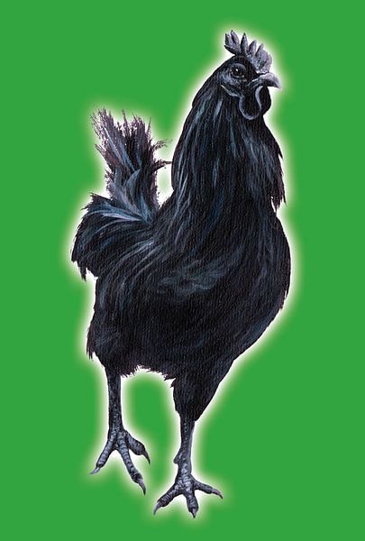 Big Black Cock (grote zwarte haan) van Studio Fantasia