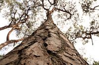 The Cracked Tree