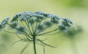 Die Blüte der Wilden Möhre