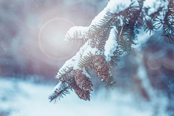 Pin dans des sphères d'hiver | Photographie collection Noël et hiver sur Denise Tiggelman