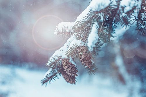 Denneboom in de sneeuw | Fotografie Kerst en winter collectie