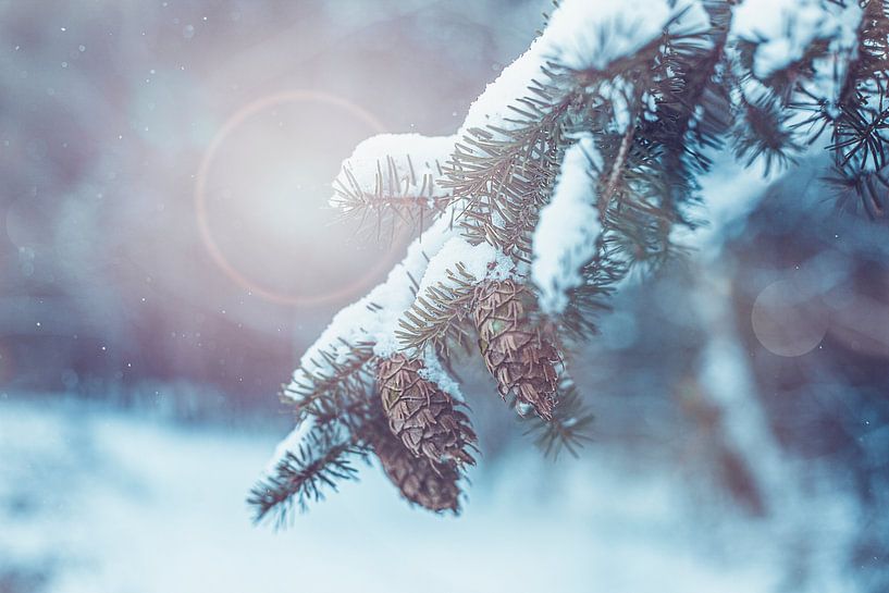 Denneboom in de sneeuw | Fotografie Kerst en winter collectie van Denise Tiggelman