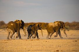 Elefanten in Nxai Pan von Marieke Funke