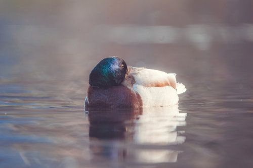 Park Sonsbeek part 15