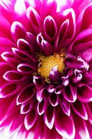 Dahlia