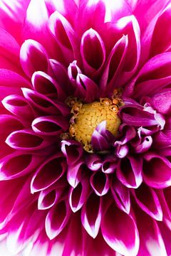 Dahlia sur Gaby Fotografie