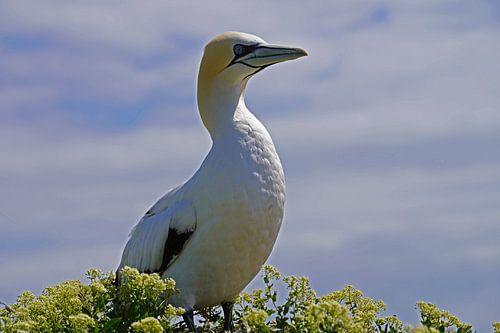 Broedende jan-van-genten op het eiland Helgoland.