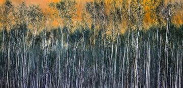 Birch, abstraction by Rietje Bulthuis