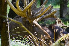 Wilder Elch mit Bastgeweih im schwedischen Wald von Maarten van der Weide