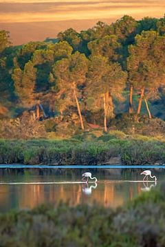 Flamingo's bij zonsopgang op Mallorca van t.ART