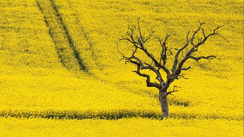 dode boom in koolzaadveld