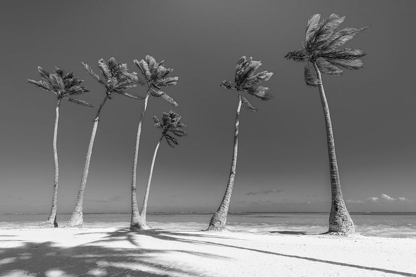 Plage avec palmiers en République dominicaine. Image en noir et blanc. par Manfred Voss, Photographie Noir et Blanc