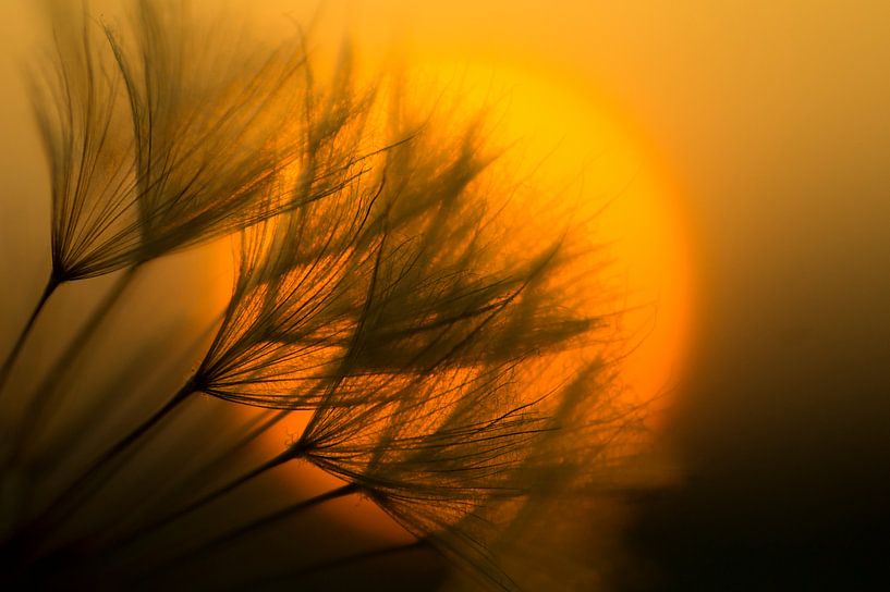 On dirait l'été (peluches de graines sur fond de coucher de soleil orange). par Birgitte Bergman