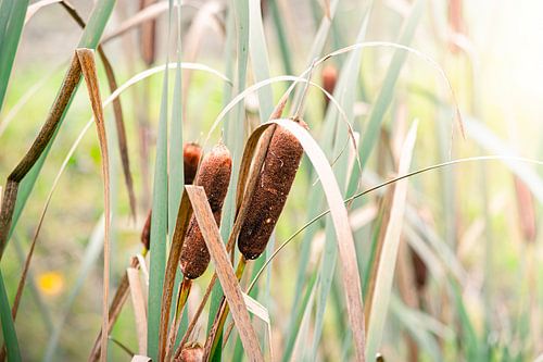 Lisdodden in het groen