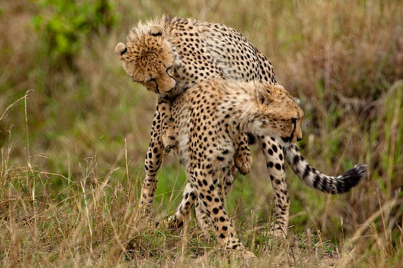 playing Cheetahs by Peter Michel