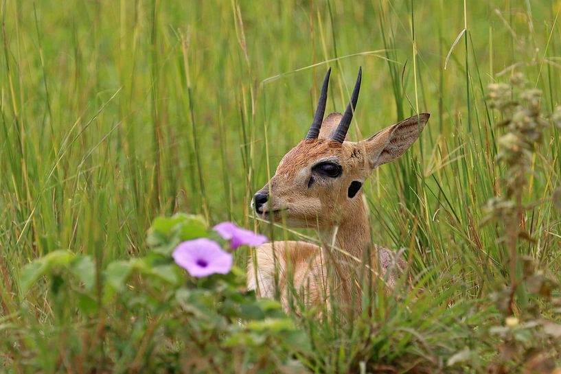 Oribi in Oeganda van Antwan Janssen