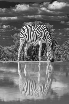 Ein Zebra, das an einer Wasserstelle trinkt und sich im Wasser spiegelt.