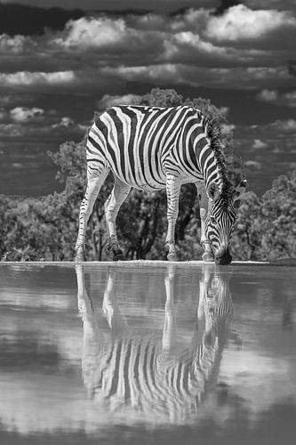 Een zebra drinkend aan een waterpoel met weerspiegeling in het water.