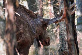 Elch zwischen den Bäumen in Schweden von MaartenCPhotos