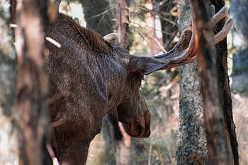Moose Hidden Among the Trees in Sweden